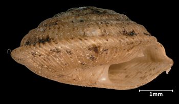 Media type: image;   Malacology 17237 Aspect: apertural